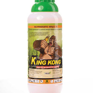 KING KONG